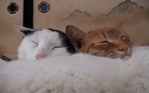 2c1353a4b77b8b29d372ef1fe11618ce7f39a2b51316930431